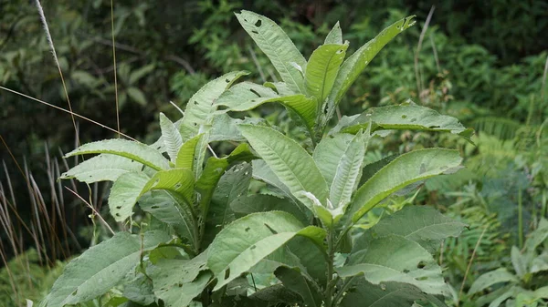 Blumea balsamifera (Sembung). Bu bitkiler genellikle soğuk algınlığı, romatizma, şişkinlik, ishal, kemik ağrıları, idrar söktürücüler, enfeksiyonlar, solunum enfeksiyonları ve mide ağrılarının tedavisinde kullanılır..