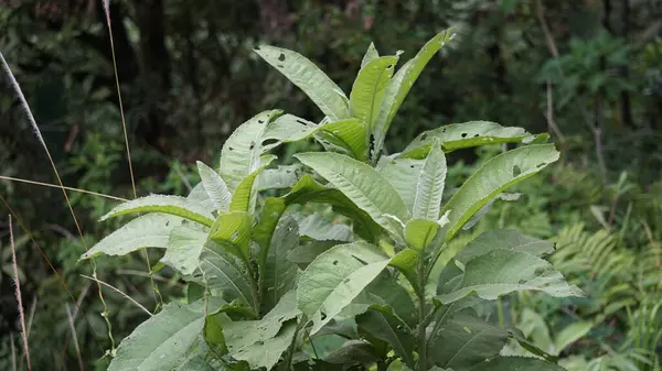 Blumea balsamifera (Sembung). Bu bitkiler genellikle soğuk algınlığı, romatizma, şişkinlik, ishal, kemik ağrıları, idrar söktürücüler, enfeksiyonlar, solunum enfeksiyonları ve mide ağrılarının tedavisinde kullanılır..