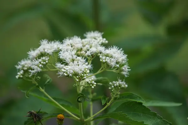 Stock image Eupatorium perfoliatum (boneset, boneset, agueweed, feverwort, sweating plant). This plant applied extracts for fever and common colds