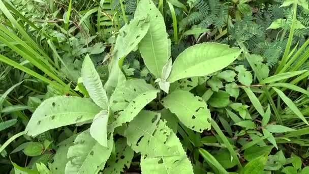 蓝音Balsamifera Sembung 这种植物常用来治疗感冒 风湿病 利尿剂 呼吸道感染和胃痛 — 图库视频影像