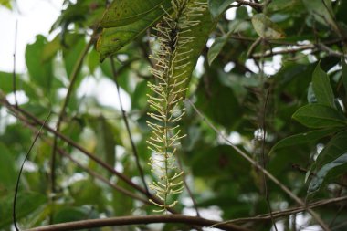 Macadamia ternifolia (küçük meyveli Queensland fındığı, gympie fındığı) çiçeği. Cilt bakımı, yaşlanma karşıtı tedaviler, tırnak bakımı ve aromaterapi..