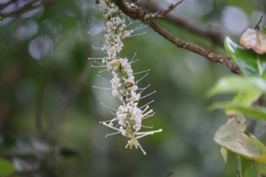 Macadamia ternifolia (küçük meyveli Queensland fındığı, gympie fındığı) çiçeği. Cilt bakımı, yaşlanma karşıtı tedaviler, tırnak bakımı ve aromaterapi..