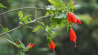 Malvaviscus (Turk 'ün kapak mallow, mum mallow, uyku amfibiği, mazapan). Bu bitki çoğunlukla yaralar, ateş, yüksek tansiyon, boğaz ağrısı, bronşit, gastrit ve karaciğer sorunları için kullanılır.