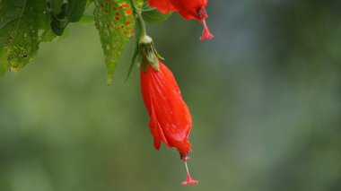Malvaviscus (Turk 'ün kapak mallow, mum mallow, uyku amfibiği, mazapan). Bu bitki çoğunlukla yaralar, ateş, yüksek tansiyon, boğaz ağrısı, bronşit, gastrit ve karaciğer sorunları için kullanılır.