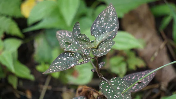 Hypoestes phyllostachya (polka dot plant, Hypoestes sanguinolenta). This plant is cultivated as an ornamental plant and is familiar as a houseplant
