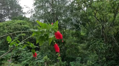 Malvaviscus (Turk 'ün kapak mallow, mum mallow, uyku amfibiği, mazapan). Bu bitki çoğunlukla yaralar, ateş, yüksek tansiyon, boğaz ağrısı, bronşit, gastrit ve karaciğer sorunları için kullanılır.