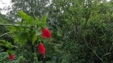 Malvaviscus (Turk 'ün kapak mallow, mum mallow, uyku amfibiği, mazapan). Bu bitki çoğunlukla yaralar, ateş, yüksek tansiyon, boğaz ağrısı, bronşit, gastrit ve karaciğer sorunları için kullanılır.