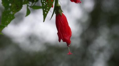 Malvaviscus (Turk 'ün kapak mallow, mum mallow, uyku amfibiği, mazapan). Bu bitki çoğunlukla yaralar, ateş, yüksek tansiyon, boğaz ağrısı, bronşit, gastrit ve karaciğer sorunları için kullanılır.