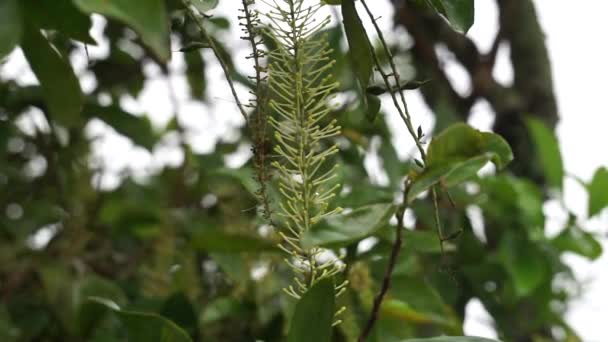 Macadamia Ternifolia Μικρό Καρποφόρο Καρύδι Queensland Gympie Nut Λουλούδι Φροντίδα — Αρχείο Βίντεο