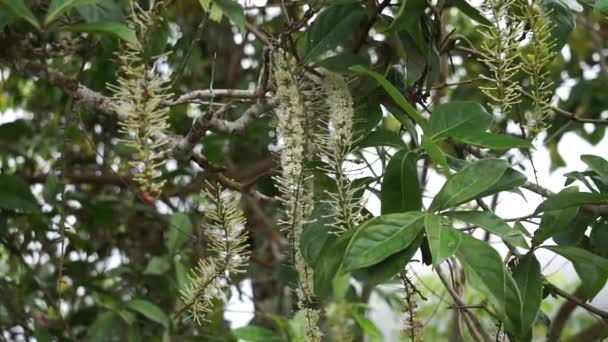 Macadamia Ternifolia Μικρό Καρποφόρο Καρύδι Queensland Gympie Nut Λουλούδι Φροντίδα — Αρχείο Βίντεο
