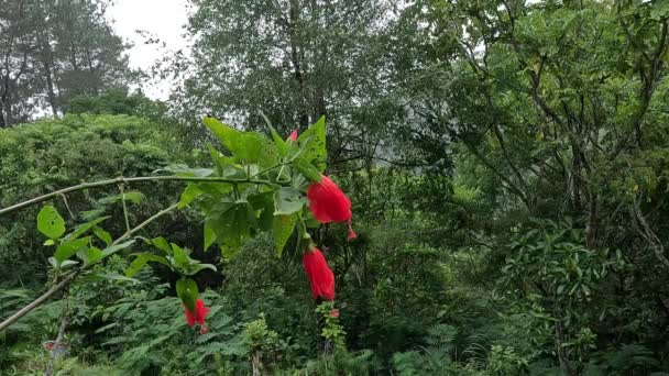 Malvaviscus Türkenmütze Malve Wachsmalve Schlafender Hibiskus Mazapan Diese Pflanze Wird — Stockvideo