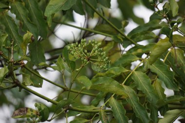 Phellodendron amurense (Amur mantar ağacı). Menenjit, bakteri dizanteri, zatürree, tüberküloz, tümör, sarılık tedavisinde geleneksel Çin ilacı olarak kullanılır.