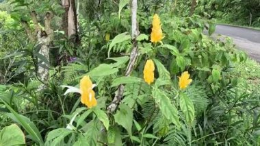 Pachystachys lutea (altın karides bitkisi, lolipop bitkisi, lilin emas, tanaman lolipop). 0.5 ila 2.5 metre uzunluğunda, tropikal, yumuşak saplı, her zaman yeşil bir çalıdır.