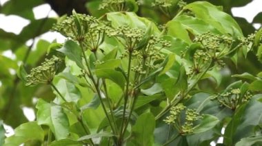 Phellodendron amurense (Amur mantar ağacı). Menenjit, bakteri dizanteri, zatürree, tüberküloz, tümör, sarılık tedavisinde geleneksel Çin ilacı olarak kullanılır.