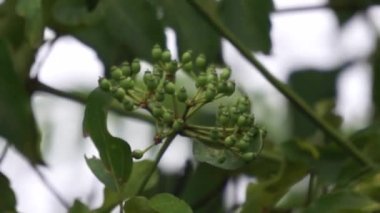 Phellodendron amurense (Amur mantar ağacı). Menenjit, bakteri dizanteri, zatürree, tüberküloz, tümör, sarılık tedavisinde geleneksel Çin ilacı olarak kullanılır.