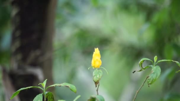 Pachystachys Lutea Planta Camarão Dourado Planta Pirulito Lilin Emas Tanaman — Vídeo de Stock