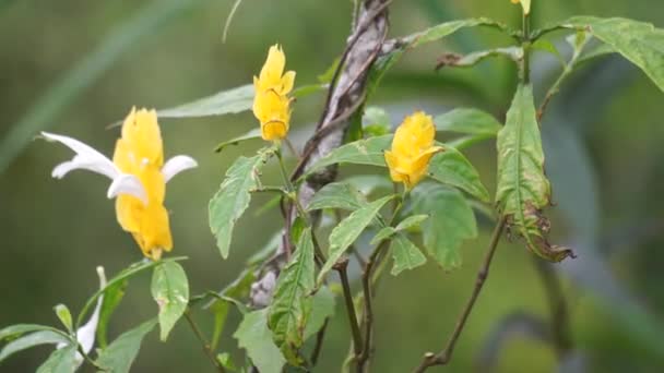 Pachystachys Lutea Arany Garnélarák Növény Nyalóka Növény Lilin Emas Tanaman — Stock videók