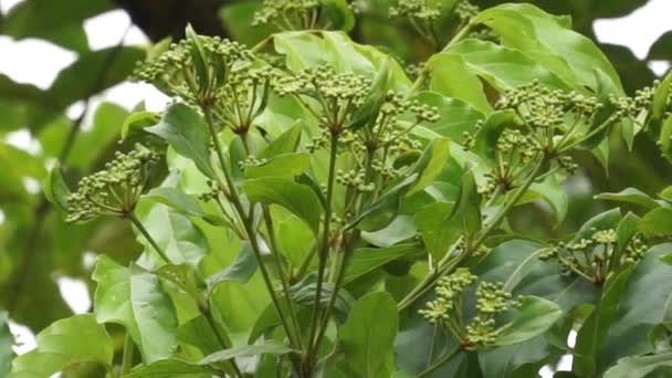 Phellodendron Amurense Амурское Пробковое Дерево Использован Качестве Китайской Традиционной Медицины — стоковое видео