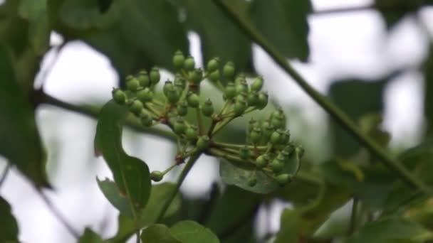 Phellodendron Amurense Amur Kork Träd Det Har Använts Som Ett — Stockvideo