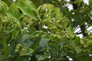 Phellodendron amurense (Amur mantar ağacı). Menenjit, bakteri dizanteri, zatürree, tüberküloz, tümör, sarılık tedavisinde geleneksel Çin ilacı olarak kullanılır.