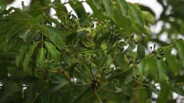 Phellodendron Amurense Drzewo Korkowe Amura Jest Stosowany Jako Chiński Tradycyjny — Wideo stockowe