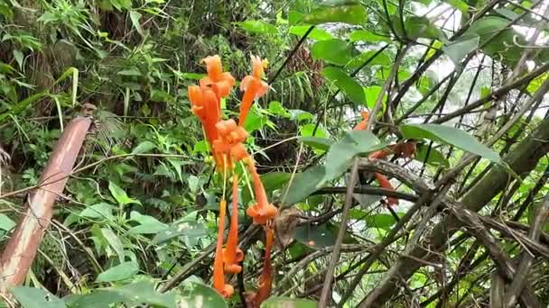 Pyrostegia Venusta Flamevine Orange Trumpet Vine Bignonia Tecomiflora Tecoma Venusta — стоковое видео