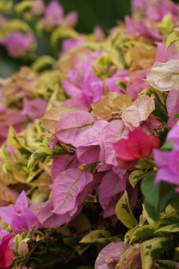 Doğadaki egzotik bougainvillea (Bunga kertas, bugenvil) çiçeği