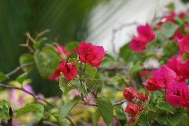 Doğadaki egzotik bougainvillea (Bunga kertas, bugenvil) çiçeği