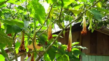 Brugmansia arborea (Brugmansia suaveolens) doğada bulunur. Brugmansia arborea, 7 metreye (23 feet) kadar uzanan bir ağaç türü. Bu bitki genellikle güvelerle tozlanır..