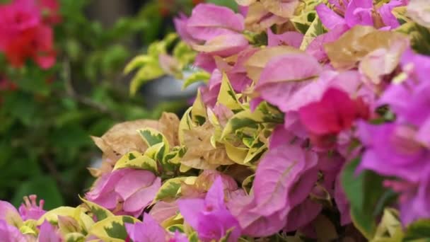 Εξωτικά Μπουκαμβίλιες Bunga Kertas Bugenvil Λουλούδι Στη Φύση — Αρχείο Βίντεο