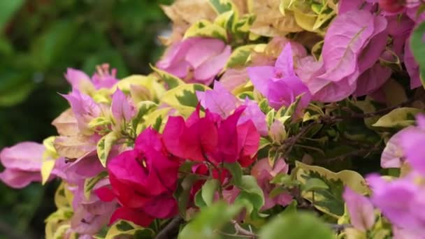 Εξωτικά Μπουκαμβίλιες Bunga Kertas Bugenvil Λουλούδι Στη Φύση — Αρχείο Βίντεο