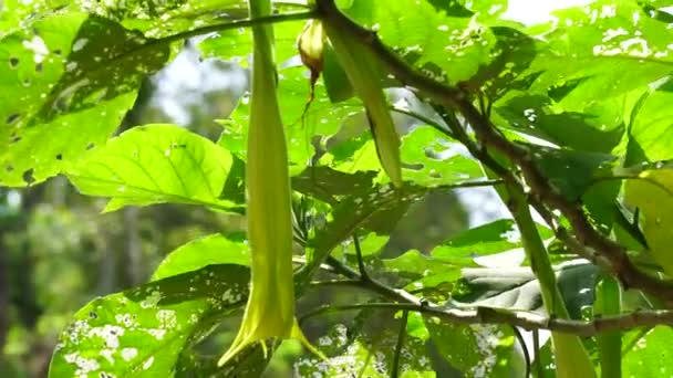 Brugmansia Arborea 缩写为Brugmansia Suaveolens Brugmansia Arborea 是一种长到7米 23英尺 的常绿灌木或小树 这种植物通常用蛾授粉 — 图库视频影像
