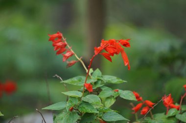 Salvia ihtişamı (kızıl adaçayı, Labiatae). Bu bitki geleneksel Hint tıbbında diyabetin kontrolü için yaygın olarak kullanılır.