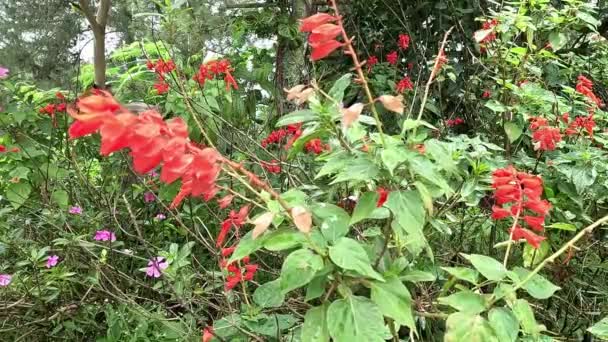 Salvia Splendens Κόκκινο Φασκόμηλο Labiatae Αυτό Φυτό Χρησιμοποιείται Ευρέως Στην — Αρχείο Βίντεο