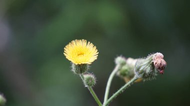 Sonchus asper (dikenli devedikeni, kaba süt devedikeni, dikenli dişi domuz, dalgiyu). Geleneksel olarak karaciğer, akciğer ve böbrek hastalıklarının tedavisinde kullanılır.