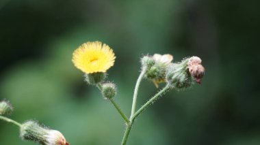 Sonchus asper (dikenli devedikeni, kaba süt devedikeni, dikenli dişi domuz, dalgiyu). Geleneksel olarak karaciğer, akciğer ve böbrek hastalıklarının tedavisinde kullanılır.