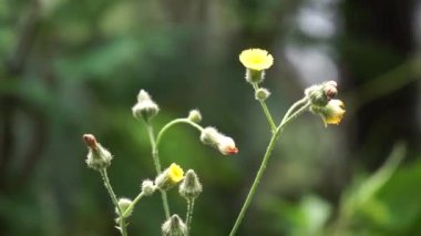 Sonchus asper (dikenli devedikeni, kaba süt devedikeni, dikenli dişi domuz, dalgiyu). Geleneksel olarak karaciğer, akciğer ve böbrek hastalıklarının tedavisinde kullanılır.