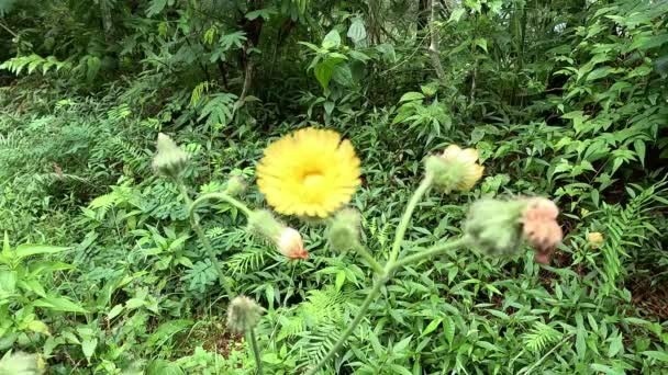 Sonchus Asper Prickly Sow Thistle Rough Milk Thistle Spiny Sowthistle — Stock Video
