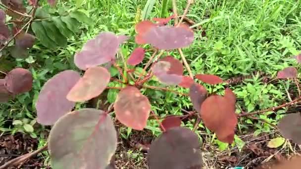 Euphorbia Cotinifolia Cespuglio Fumo Tropicale Pianta Rame Caraibica Sperone Arbustivo — Video Stock