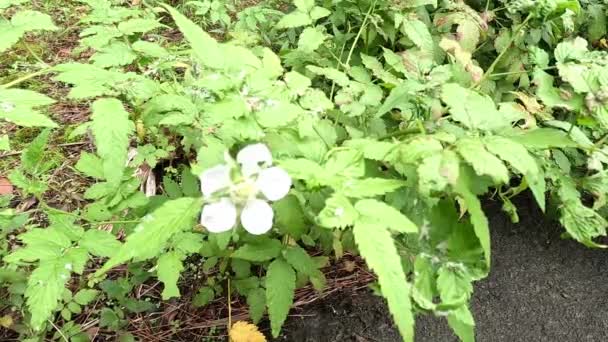 Rubus Rosifolius Roselblad Braam Mauritius Framboos Thimbleberry Vanuatu Framboos Lembutung — Stockvideo