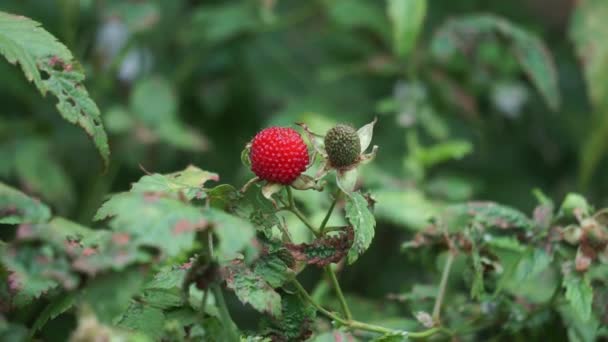 Rubus Rosifolius Roseleaf Bramble Framboesa Maurícia Thimbleberry Framboesa Vanuatu Lembutung — Vídeo de Stock