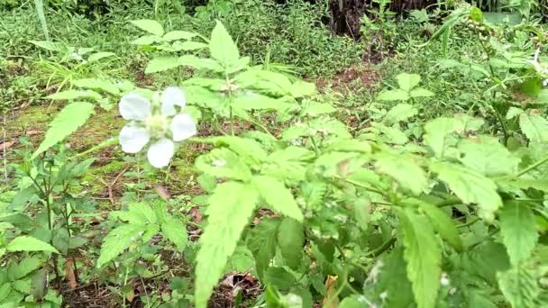 Rubus Rosifolius Roseleaf Bramble Mauritius Lampone Thimbleberry Vanuatu Lampone Lembutung — Video Stock