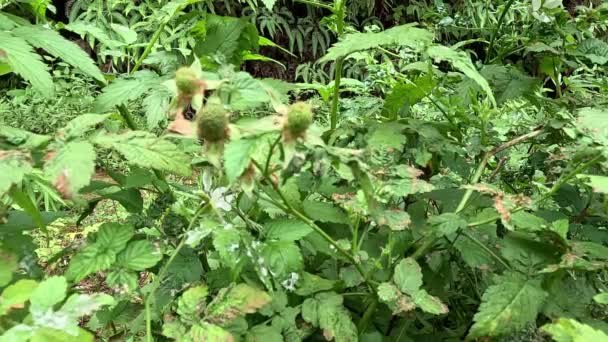 Rubus Rosifolius Rózsafüzér Málna Gyűszű Vanuatu Málna Lembutung Gunung Gyümölcs — Stock videók