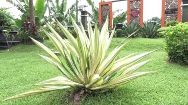 Agave americana Mediopicta (also called Agave americana, century plant, maguey, American aloe). This plant is known to be able to cause severe allergic dermatitis