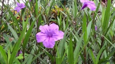 Ruellia Simplex (Kencana ungu, Rawelia, Rolia, Rowlea olarak da bilinir) doğal bir geçmişi vardır.
