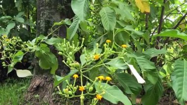 Mussaenda frondosa (Kingkilaban, walek adep, ai kabeaku, Mussaenda belilla, vahşi mussaenda, dhobi ağacı). Bilimsel kayıtlara göre, bu bitkinin antioksidan etkileri olduğu söyleniyor.