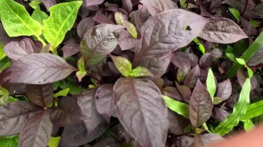 Alternanthera dentata (küçük yakut, yakut yaprağı alternanthera). Bitkide, kış ve bahar başlarında açan koyu kremsi, ponpon benzeri çiçekler yer alıyor.
