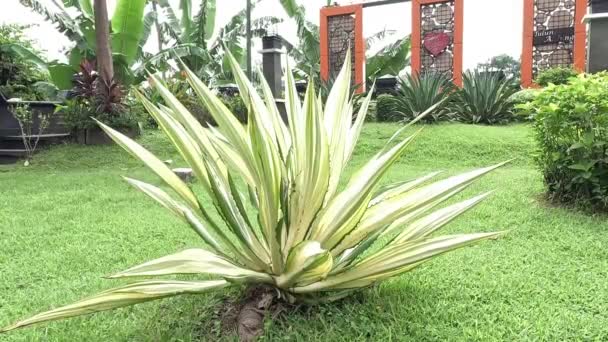 Agave Americana Mediopicta Also Called Agave Americana Century Plant Maguey — Stock video