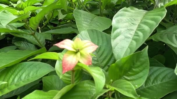 Mussaenda Pubescens Con Fondo Natural También Llama Nusa Indah Ashanti — Vídeo de stock