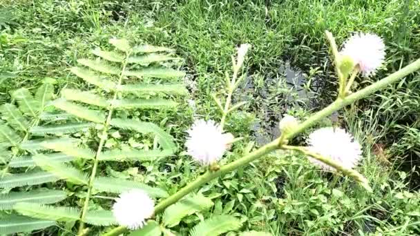 Mimosa Pigra Con Fondo Natural Mimosa Pigra Comúnmente Conocido Como — Vídeos de Stock